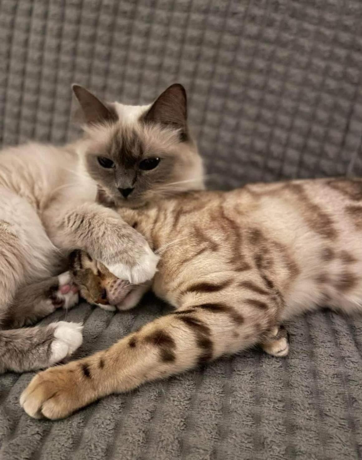 Villa Newly Built Waterfront House With Two Cats *
